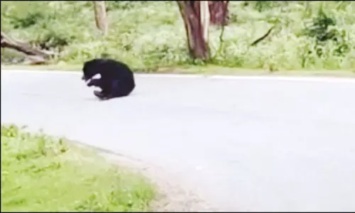 சாலையில் படுத்து வாகனங்களை மறித்த கரடி குட்டி சாலையில் படுத்து வாகனங்களை மறித்த கரடி குட்டி