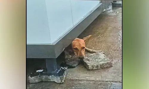 சென்டிரல் மெட்ரோ ரெயில் நிலையத்தில் பாதுகாவலர்கள் அறையின் கீழே சிக்கிக்கொண்ட நாய் மீட்பு