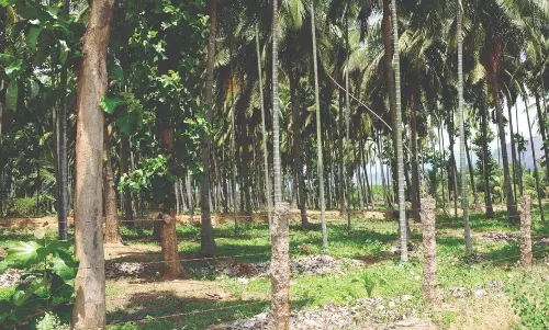 ஊடுபயிராக பாக்கு சாகுபடி ஊடுபயிராக பாக்கு சாகுபடி