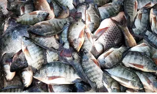 வைகை அணையில் மீன் வாங்க குவிந்த பொதுமக்கள்