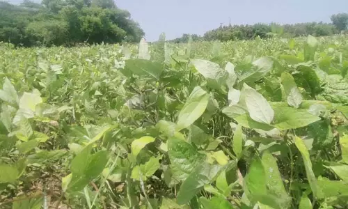 வாய்க்கால்களில் தண்ணீர் திறந்துவிடுவதை தாமதப்படுத்த வேண்டும் - விவசாயிகள் வாய்க்கால்களில் தண்ணீர் திறந்துவிடுவதை தாமதப்படுத்த வேண்டும் - விவசாயிகள்
