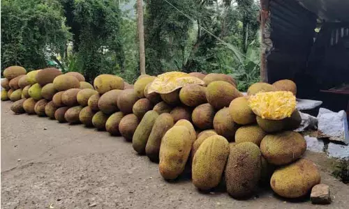 பலா பழ விற்பனை அமோகம்