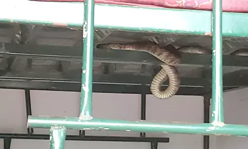 கோபி அருகே  கட்டிலில் பதுங்கி இருந்த பாம்பு பிடிபட்டது