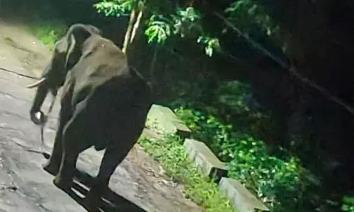 ஊருக்குள் புகுந்த காட்டு யானை ஊருக்குள் புகுந்த காட்டு யானை
