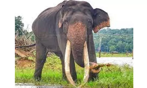 கர்நாடகாவில் ஆசியாவிலேயே மிகப்பெரிய தந்தங்களை கொண்ட யானை உயிரிழப்பு! கர்நாடகாவில் ஆசியாவிலேயே மிகப்பெரிய தந்தங்களை கொண்ட யானை உயிரிழப்பு!