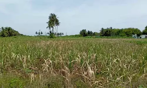 கரும்பு, மணிலா பயிர் காய்ந்து வருவதால் விவசாயிகள் கவலை