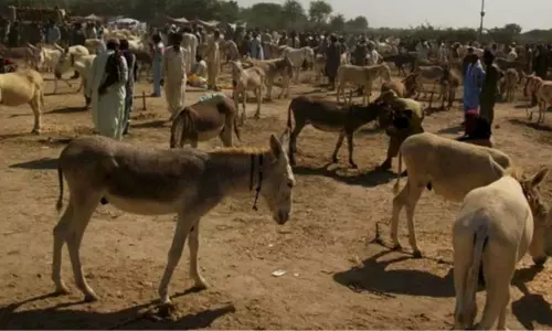 பாகிஸ்தானில் கழுதைகள் எண்ணிக்கை அதிகரிப்பு; கால்நடை ஏற்றுமதி மூலம் பாக். அரசுக்கு லாபம்!