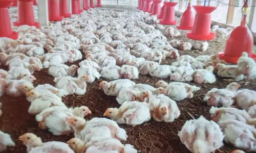 கறிக்கோழி பண்ணைகளுக்கு புதிய கட்டுப்பாடு