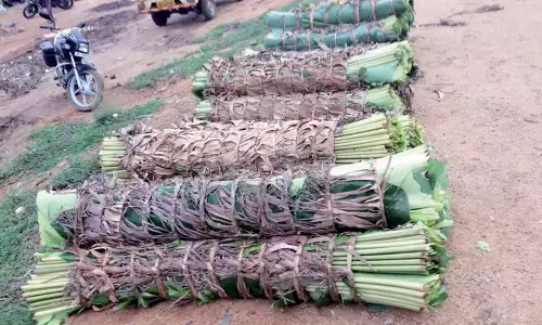 ஸ்ரீவில்லிபுத்தூரில் ஒரு கட்டு இலை ரூ.1,800-க்கு விற்பனை