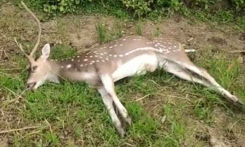 நாய்கள் கடித்ததில் மான் சாவு நாய்கள் கடித்ததில் மான் சாவு