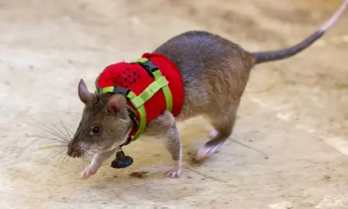 இடிபாடுகளில் சிக்கியுள்ளவர்களை கண்டுபிடிக்க எலிகளை தயார் செய்யும் பணியில் ஆராய்ச்சியாளர்கள்..!! இடிபாடுகளில் சிக்கியுள்ளவர்களை கண்டுபிடிக்க எலிகளை தயார் செய்யும் பணியில் ஆராய்ச்சியாளர்கள்..!!