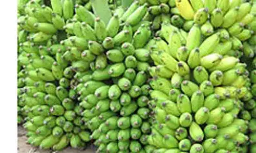 வரத்து குறைவால் வாழைத்தார்கள் விலை உயர்வு