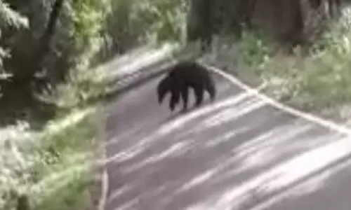 தலமலை வனச்சாலையில் கரடி நடமாட்டம்