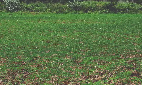 நெல் வயலில் பசுந்தாள் உரப்பயிரான கொழிஞ்சி சாகுபடி