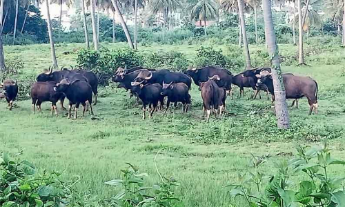 விளைநிலங்களுக்குள் புகுந்த காட்டெருமைகள் விளைநிலங்களுக்குள் புகுந்த காட்டெருமைகள்