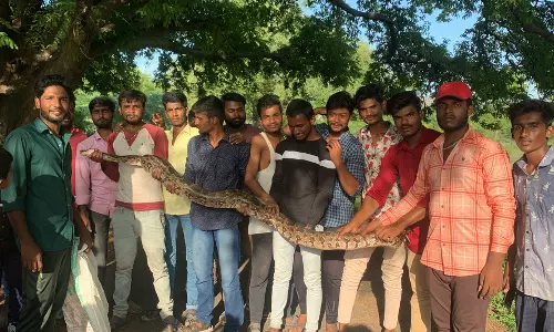 குடியிருப்புக்குள் புகுந்த மலைப்பாம்பு