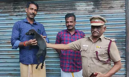 கிணற்றுக்குள் விழுந்து 5 நாட்களாக உயிருக்கு போராடிய நாய்க்குட்டி கிணற்றுக்குள் விழுந்து 5 நாட்களாக உயிருக்கு போராடிய நாய்க்குட்டி