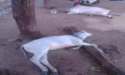 மின்னல் தாக்கி பசு, கன்றுக்குட்டி சாவு