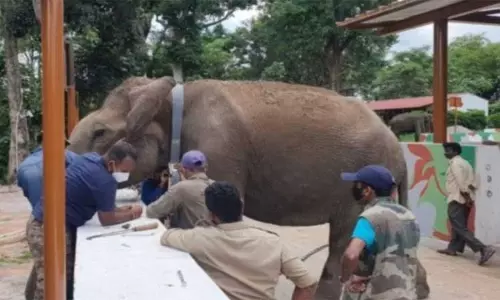 ஓராண்டுக்கு முன் பந்திப்பூர் வனப்பகுதியில் விடப்பட்ட நிலையில் 4 ஆயிரம் கி.மீ. தூரம் பயணித்து துபாரே முகாைம தேடி வந்த காட்டுயானை ஓராண்டுக்கு முன் பந்திப்பூர் வனப்பகுதியில் விடப்பட்ட நிலையில் 4 ஆயிரம் கி.மீ. தூரம் பயணித்து துபாரே முகாைம தேடி வந்த காட்டுயானை