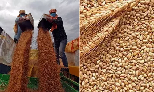 இந்தியாவில் இருந்து இறக்குமதியாகும் கோதுமையை மறுஏற்றுமதி செய்ய தடை - ஐக்கிய அரபு அமீரகம் அதிரடி உத்தரவு