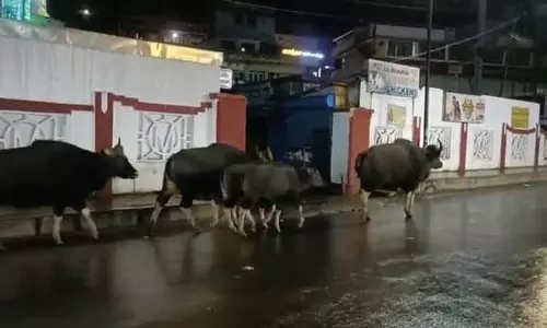 கரடி, காட்டெருமைகள் நடமாட்டம் அதிகரிப்பு