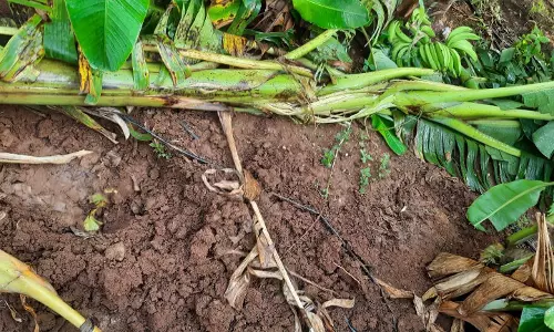 தோட்டத்தில் புகுந்து விடிய விடிய  ஒற்றை யானை அட்டகாசம்