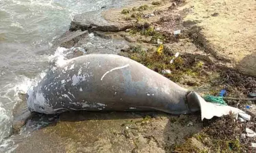 இறந்த நிலையில் கரை ஒதுங்கிய கடல்பசு