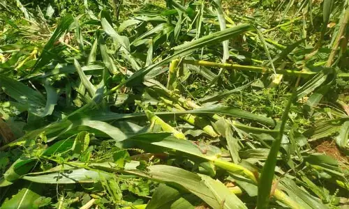 மக்காச்சோள பயிர்களை சேதப்படுத்திய காட்டுப்பன்றிகள்