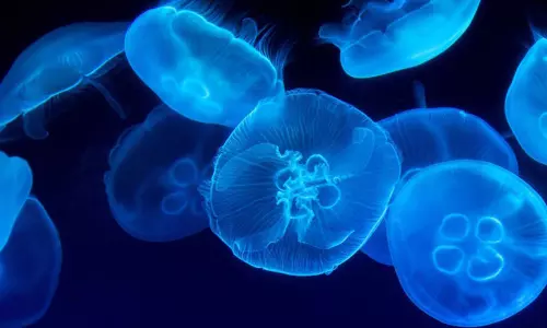 காரைக்கால் கடலில் விஷத்தன்மையுள்ள ஜெல்லி மீன்கள் காரைக்கால் கடலில் விஷத்தன்மையுள்ள ஜெல்லி மீன்கள்