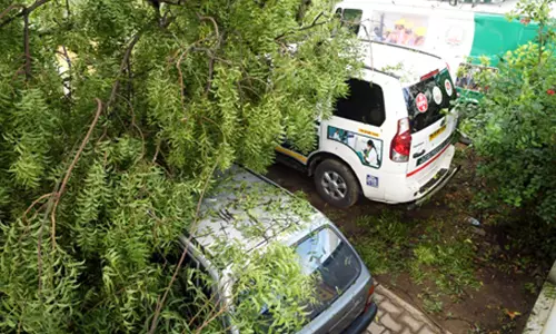 சூறாவளிக்காற்றுடன் பெய்த மழையால்  ரோட்டில் விழுந்த மரங்கள் அகற்றும் பணி தீவிரம்