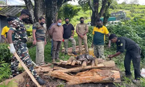 வால்பாறை தேயிலை தோட்டத்தில்  அழுகிய நிலையில் இறந்து கிடந்த சிறுத்தைக்குட்டி- வனத்துறையினர் விசாரணை