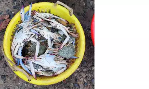 இறால், சிலங்கன் உள்ளிட்ட மீன்கள், நண்டுகள் அதிகளவில் கிடைத்தன