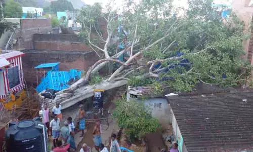 மரம் வேரோடு சாய்ந்து வீடுகள் சேதம்