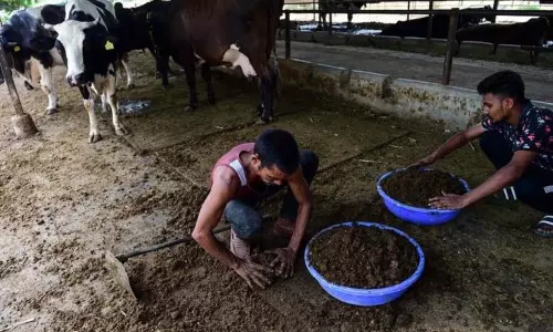 இந்தியாவில் இருந்து குவைத்துக்கு 192 மெட்ரிக் டன் மாட்டு சாணம் ஏற்றுமதி..!!