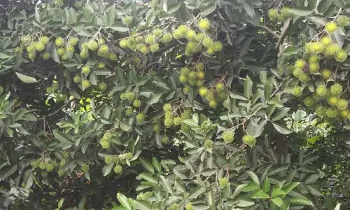 ரம்புட்டான் பழங்களின் சீசன் தொடங்கியது