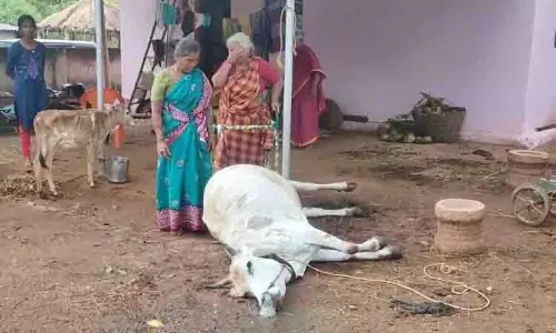 மின்சாரம் பாய்ந்து பசுமாடு சாவு