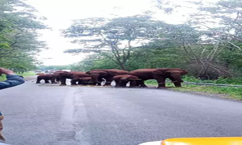 தமிழக கர்நாடக எல்லையில் தேசிய நெடுஞ்சாலையை வழிமறித்த யானை கூட்டம்; போக்குவரத்து பாதிப்பு தமிழக கர்நாடக எல்லையில் தேசிய நெடுஞ்சாலையை வழிமறித்த யானை கூட்டம்; போக்குவரத்து பாதிப்பு