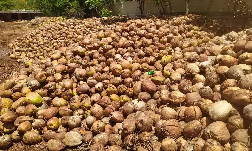 பட்டிவீரன்பட்டி பகுதியில் விலை வீழ்ச்சியால் தேங்காய்கள் தேக்கம்