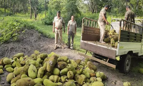 காட்டு யானைகள் வெளியேறுவதை தடுக்க புதிய திட்டம்; வனப்பகுதிக்குள் பலாப்பழங்களை கொட்டுகிறார்கள் காட்டு யானைகள் வெளியேறுவதை தடுக்க புதிய திட்டம்; வனப்பகுதிக்குள் பலாப்பழங்களை கொட்டுகிறார்கள்