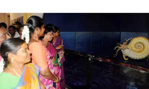 கடல்வாழ் உயிரினமான அமோனைட்சுக்கு பெரம்பலூரில் மையம் திறப்பு கடல்வாழ் உயிரினமான அமோனைட்சுக்கு பெரம்பலூரில் மையம் திறப்பு