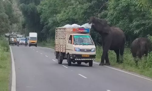 ஆசனூர் அருகே பரபரப்பு: கிழங்கு ஏற்றி வந்த வேனை அடித்து நொறுக்கிய யானைகள்- வெளியே குதித்து டிரைவர் உயிர்தப்பினார் ஆசனூர் அருகே பரபரப்பு: கிழங்கு ஏற்றி வந்த வேனை அடித்து நொறுக்கிய யானைகள்- வெளியே குதித்து டிரைவர் உயிர்தப்பினார்