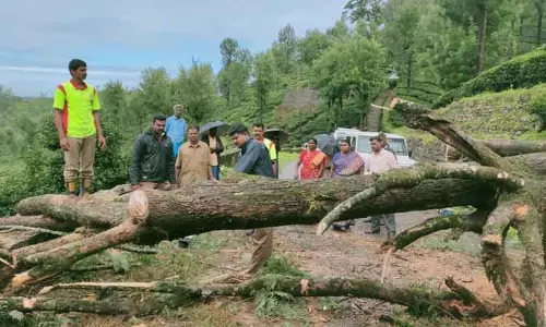 சாலையில் மரம் விழுந்து போக்குவரத்து பாதிப்பு