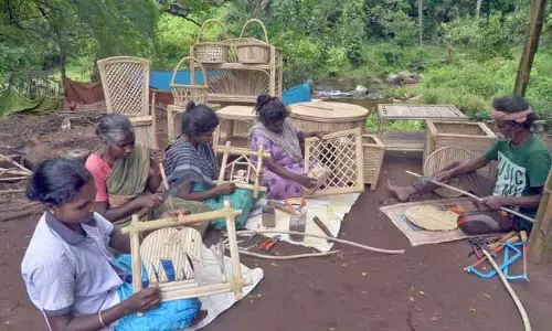 காட்டில் வளரும் களைச்செடியிலும் காசு பார்க்கலாம்...!