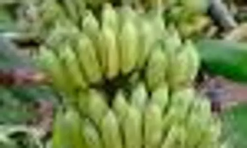 பரமத்திவேலூர் சந்தையில்  வாழைத்தார் விலை உயர்வு