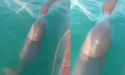 வலையில் சிக்கிய கடல் பசுவை மீண்டும் கடலில் விட்ட மீனவர்கள்...!