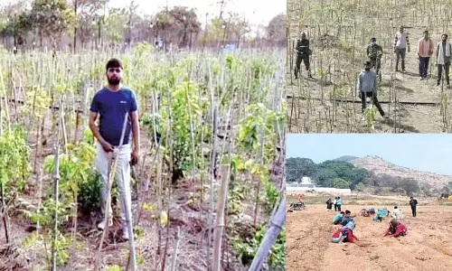 3 ஆண்டுகள்.. 3 லட்சம் மரங்கள்..! -இளைஞர் ஏற்படுத்திய புரட்சி 3 ஆண்டுகள்.. 3 லட்சம் மரங்கள்..! -இளைஞர் ஏற்படுத்திய புரட்சி