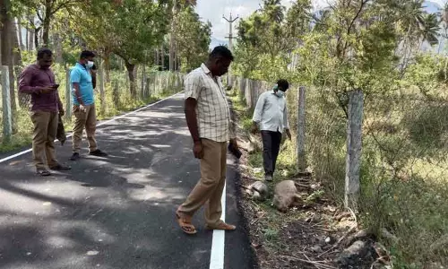 மர்மமான முறையில் 3 காட்டு பன்றிகள் சாவு மர்மமான முறையில் 3 காட்டு பன்றிகள் சாவு