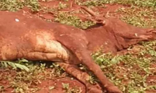 தாளவாடி அருகே அட்டகாசம்: மேய்ந்து கொண்டிருந்த பசு மாட்டை அடித்துக்கொன்ற புலி தாளவாடி அருகே அட்டகாசம்: மேய்ந்து கொண்டிருந்த பசு மாட்டை அடித்துக்கொன்ற புலி