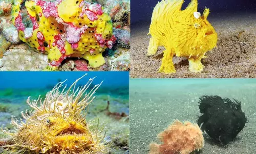 வினோதங்கள் நிறைந்த தவளை மீன்