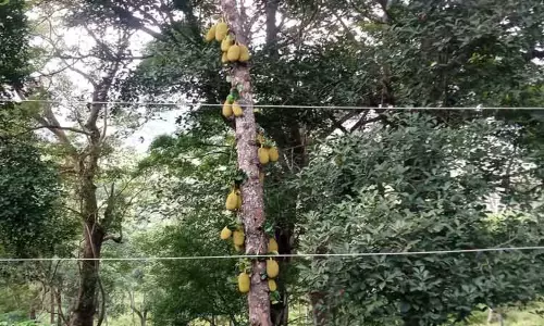 காட்டு யானைகள் நடமாட்டம் அதிகரிப்பு காட்டு யானைகள் நடமாட்டம் அதிகரிப்பு